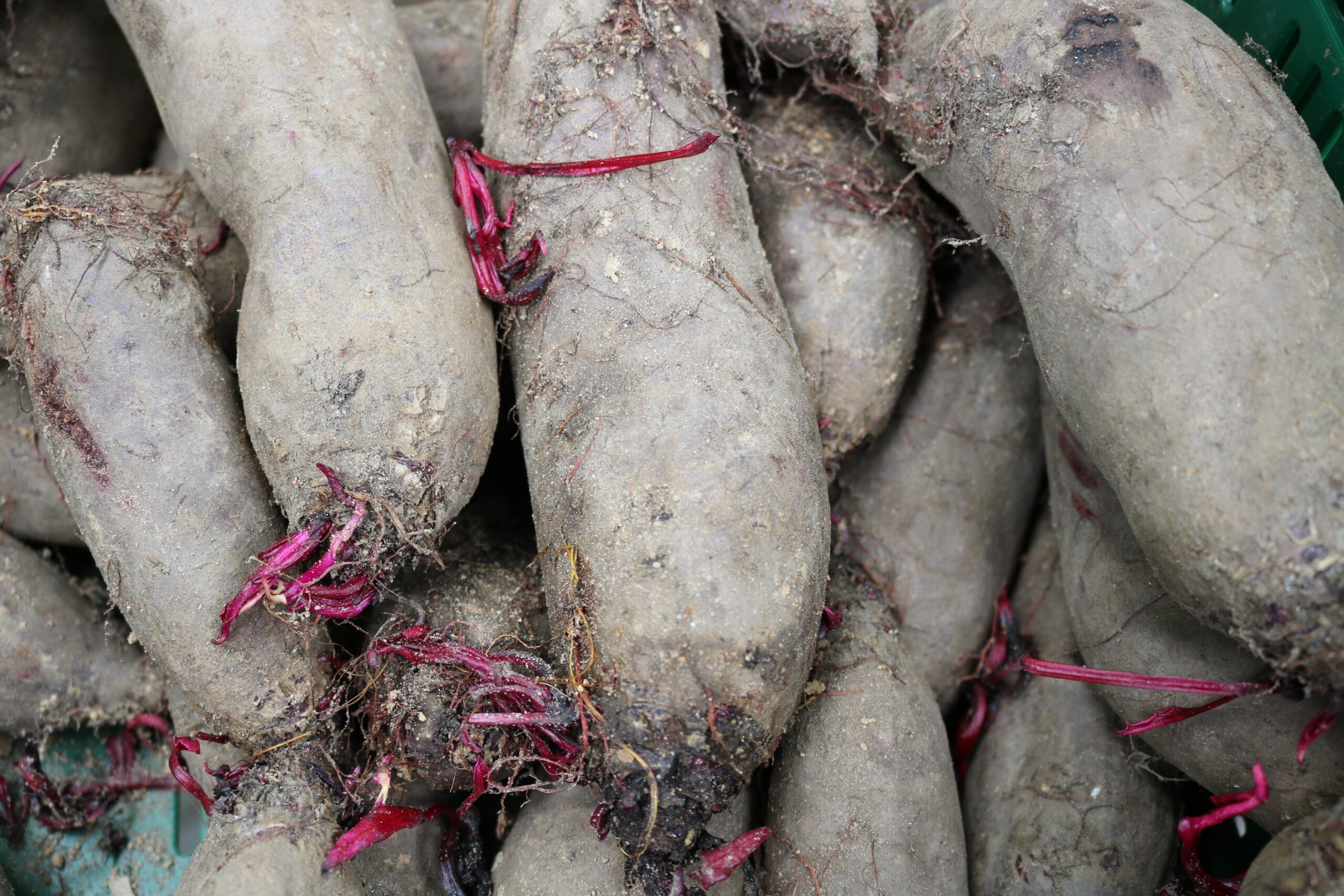 Ode an die Rote Rübe – Petra Pfann